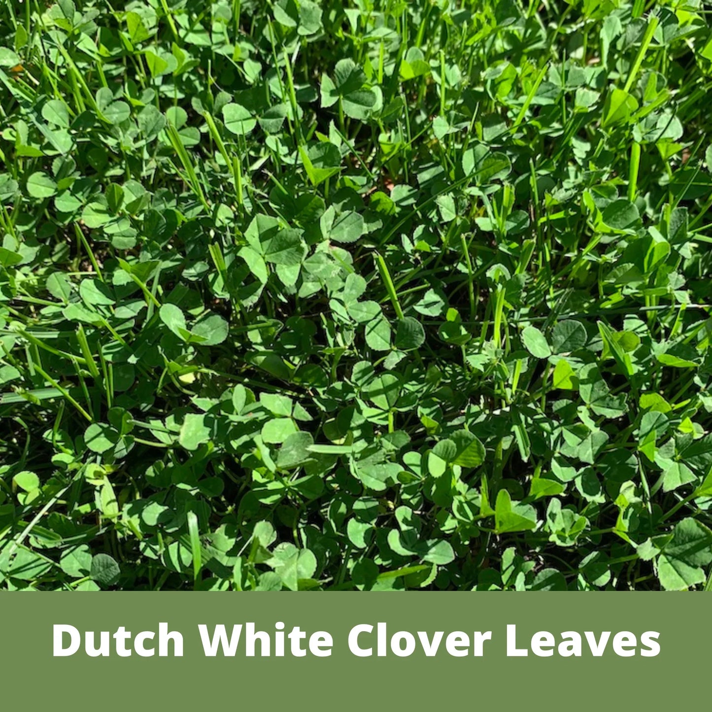 Dutch White Clover Seed