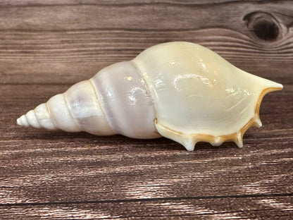 Rostellariella Delicatula Shell – Delicate Tibia, 3-4"