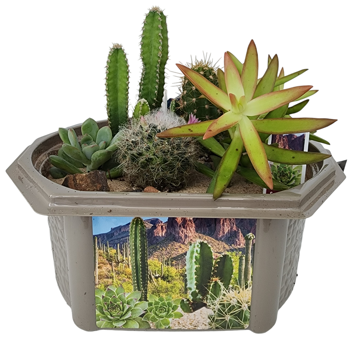 Desert Dome Biosphere Terrarium