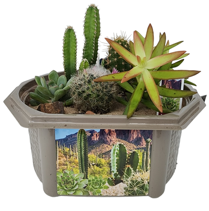 Desert Dome Biosphere Terrarium