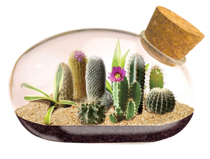 The Desert Mouse Garden Glass Terrarium with Cork