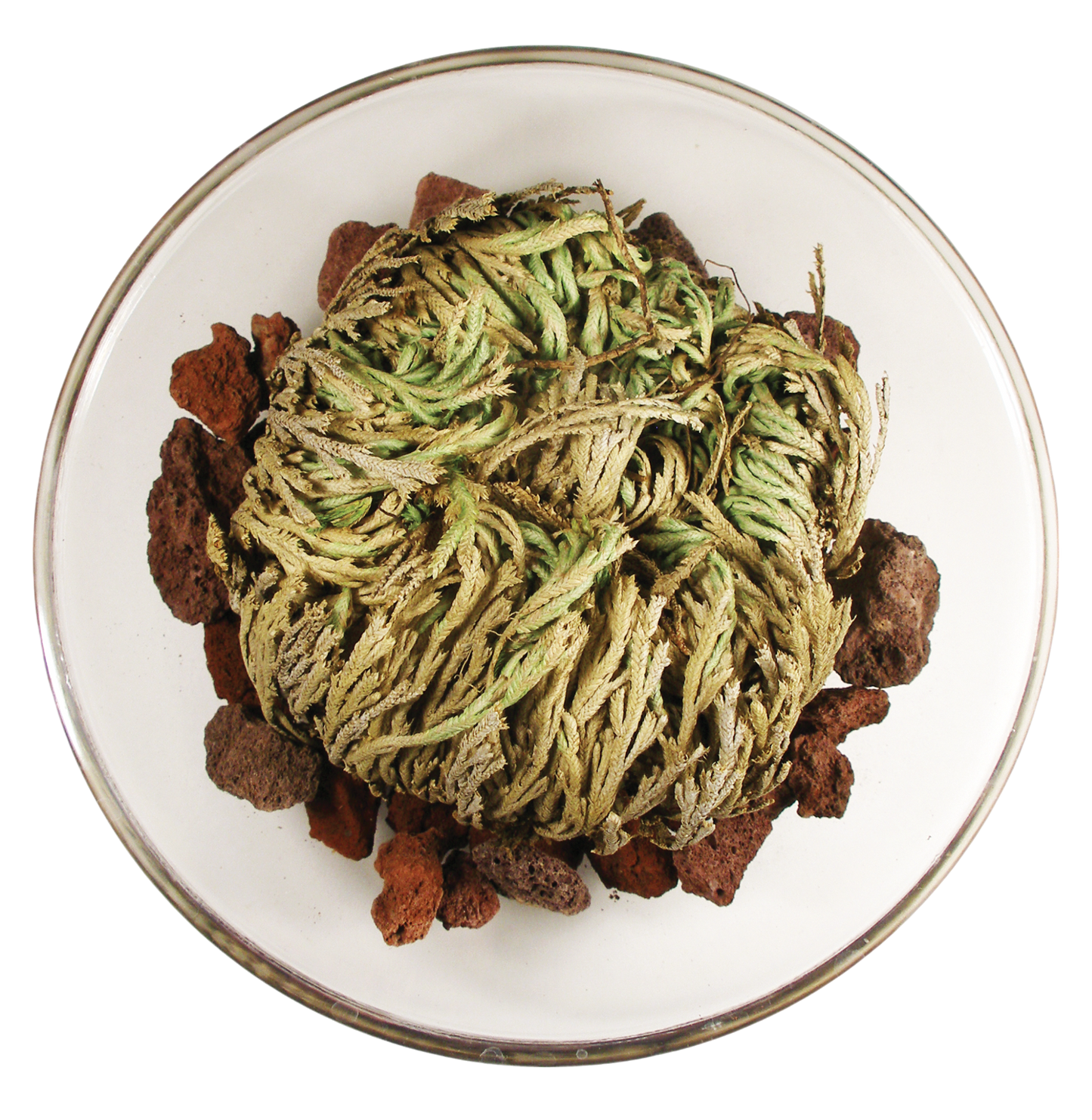 Resurrection Plant -  Multipack of 3