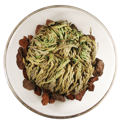 Resurrection Plant -  Multipack of 3