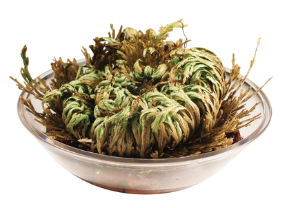 Resurrection Plant -  Multipack of 3