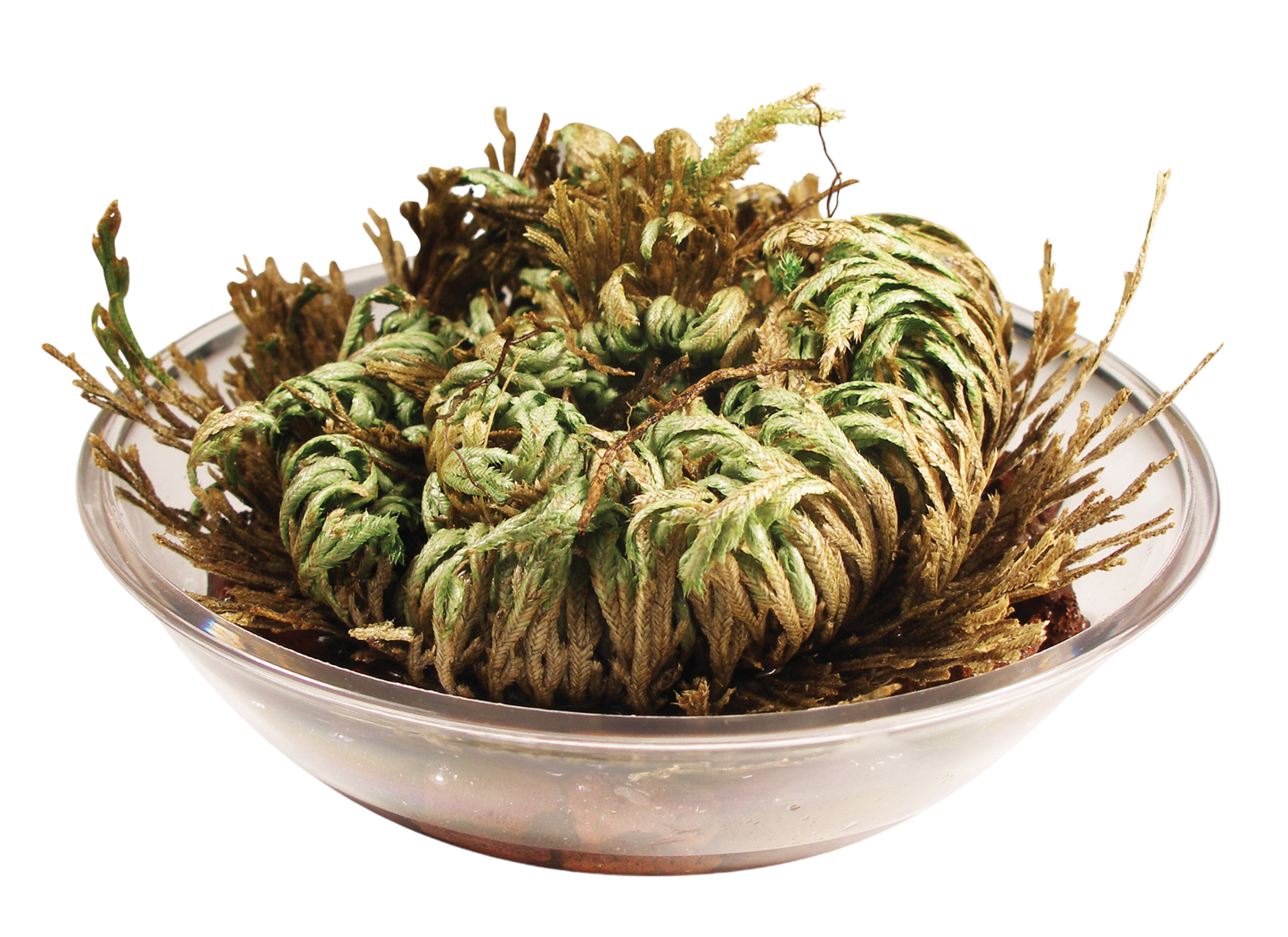 Dinosaur Plant -  Multipack of 3