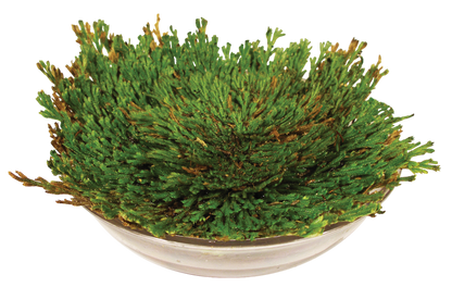 Resurrection Plant -  Multipack of 3