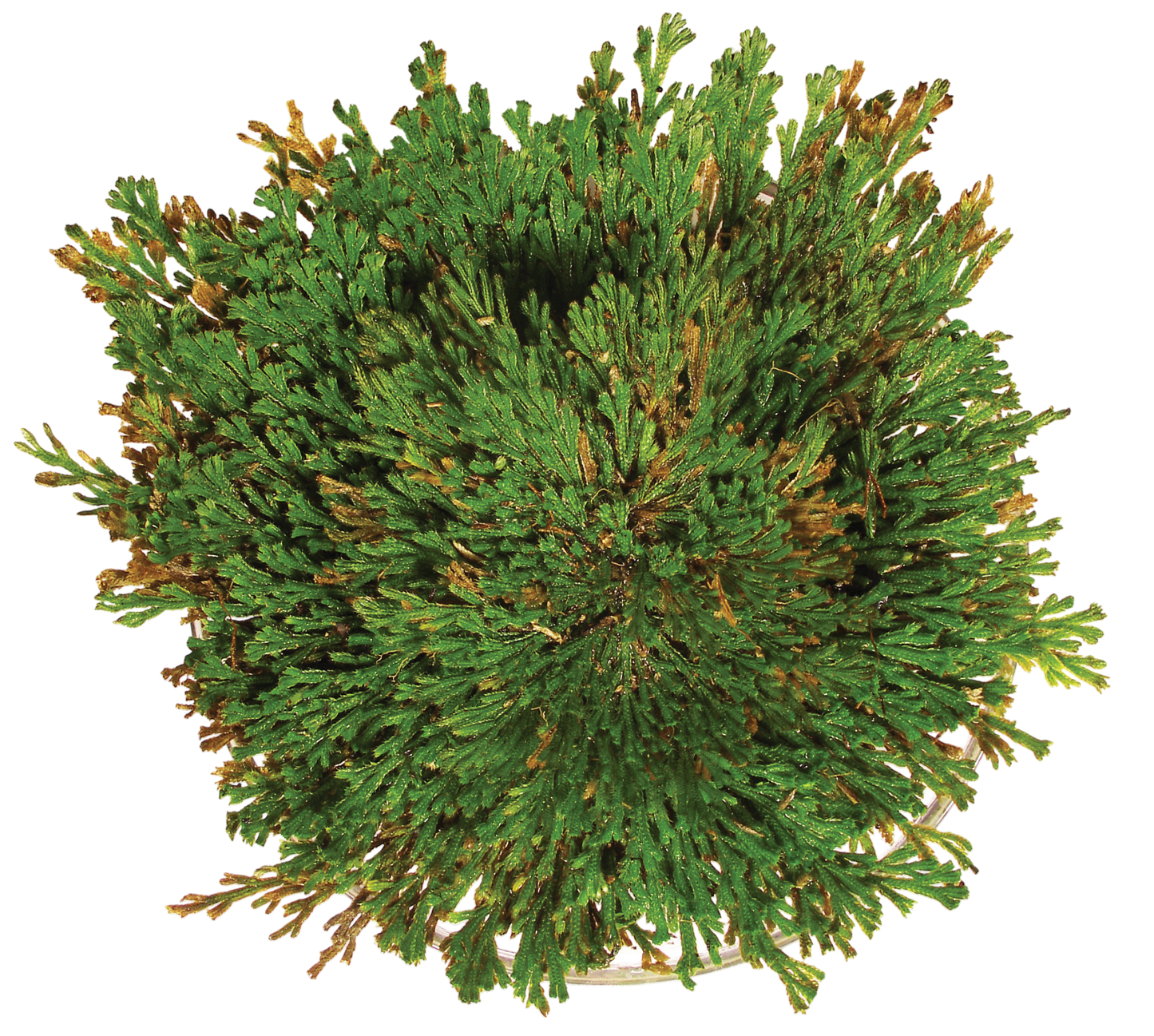 Dinosaur Plant -  Multipack of 3