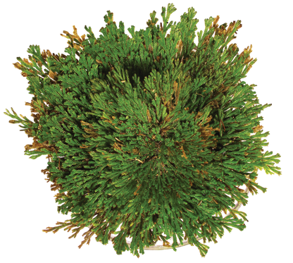 Dinosaur Plant -  Multipack of 3