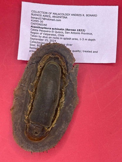 Medium Acanthopleura echinata Chiton Display Shell – Documented Coastal Specimen from Chile