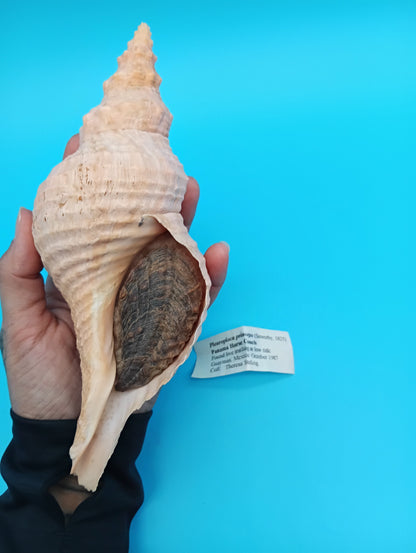 8" Horse Conch Specimen with Operculum & Documentation – Triplofusus giganteus