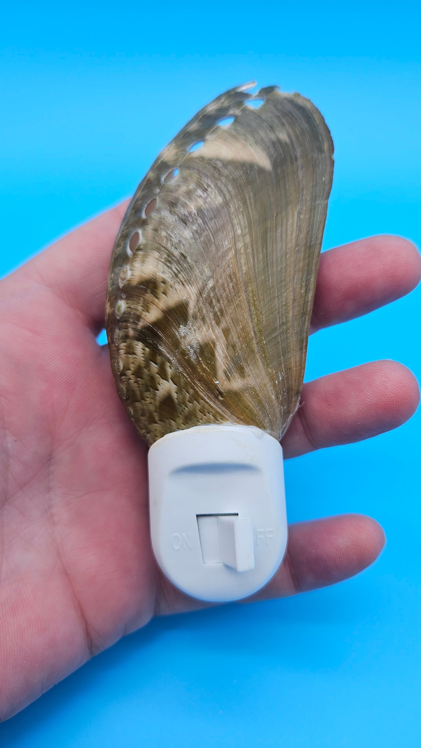 Donkey Ear Shell Night Light – Premium Natural Coastal Décor