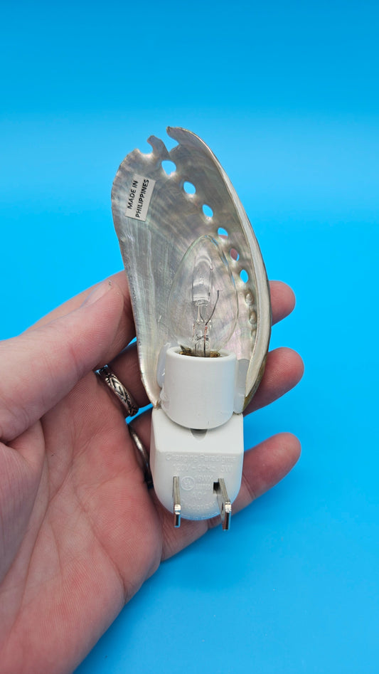 Donkey Ear Shell Night Light – Premium Natural Coastal Décor