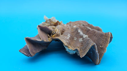 Double Cockscomb (Zigzag) Oyster – Lopha cristagalli 4"