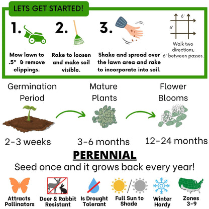 Dutch White Clover Seed