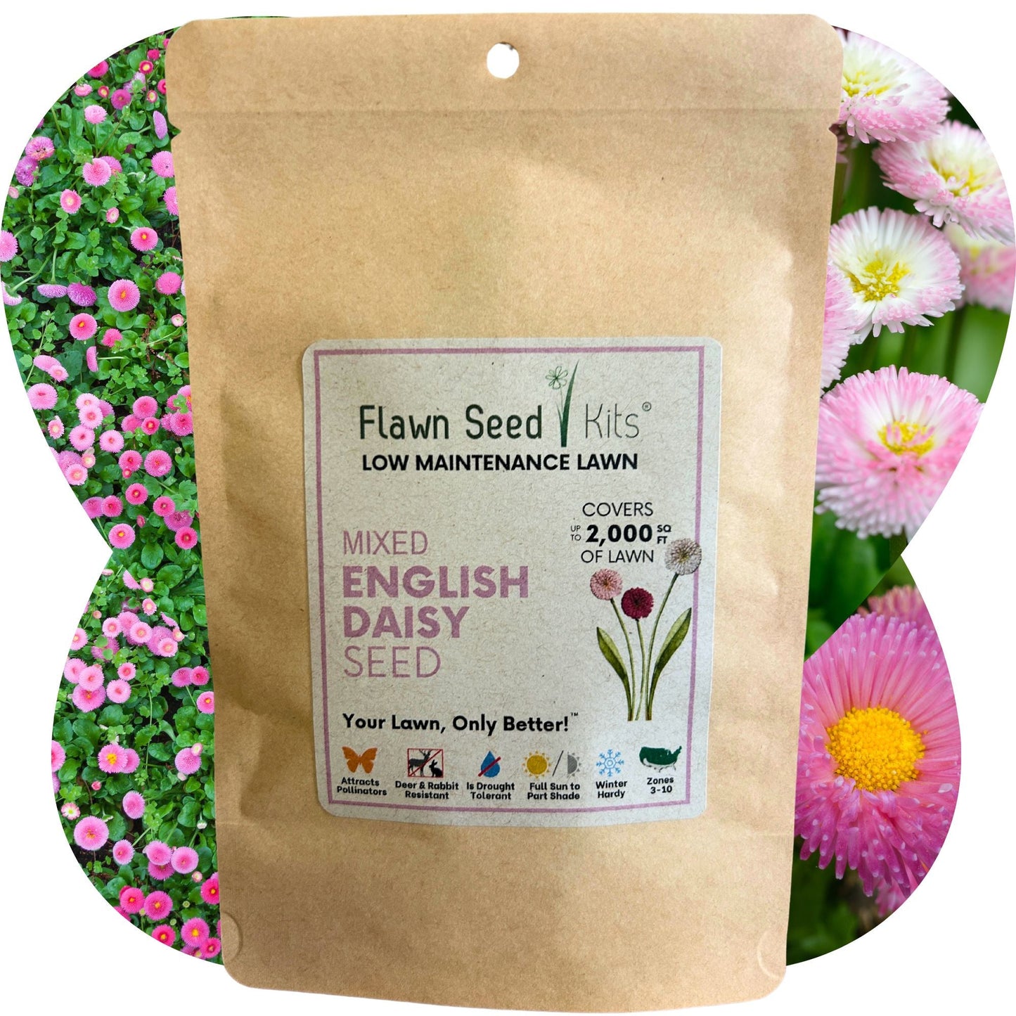 English Daisy 'Mixed' Seed Pouch