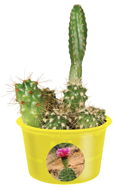 Eco Seed Sprouts 6 Variety Assortment Pack – 1 of Each