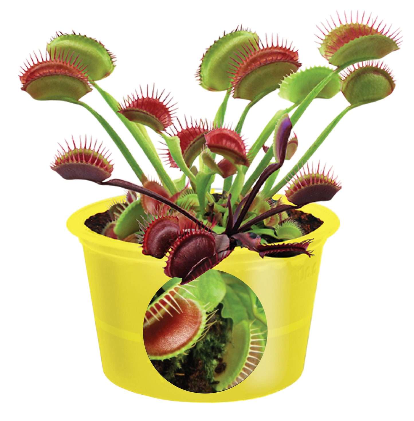 Eco Seed Sprouts 6 Variety Assortment Pack – 1 of Each