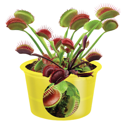 Eco Seed Sprouts Flytrap Ed - Multipack of 5