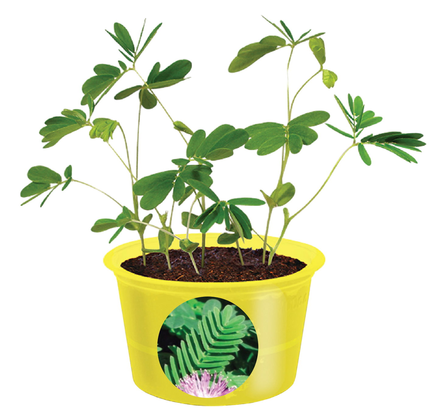 Eco Seed Sprouts 6 Variety Assortment Pack – 1 of Each