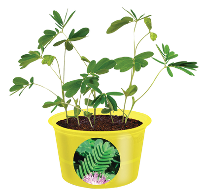 Eco Seed Sprouts 6 Variety Assortment Pack – 1 of Each