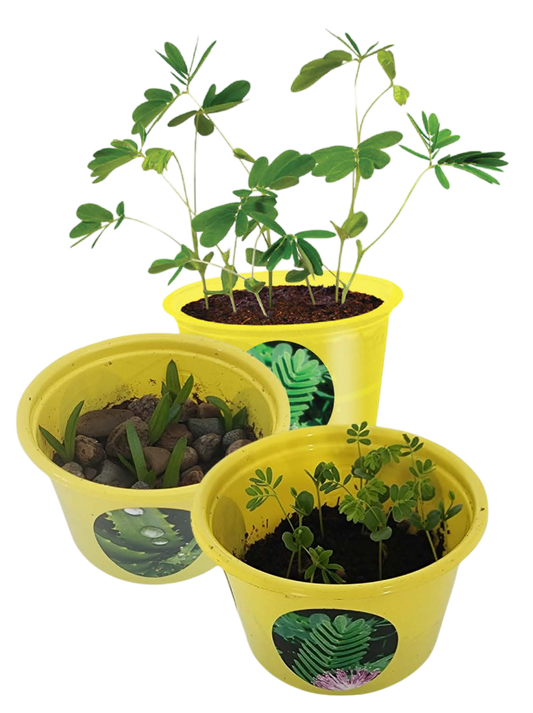 Eco Seed Sprouts 6 Variety Assortment Pack – 1 of Each