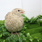 Fertile Quail Eggs – Choose Your Variety