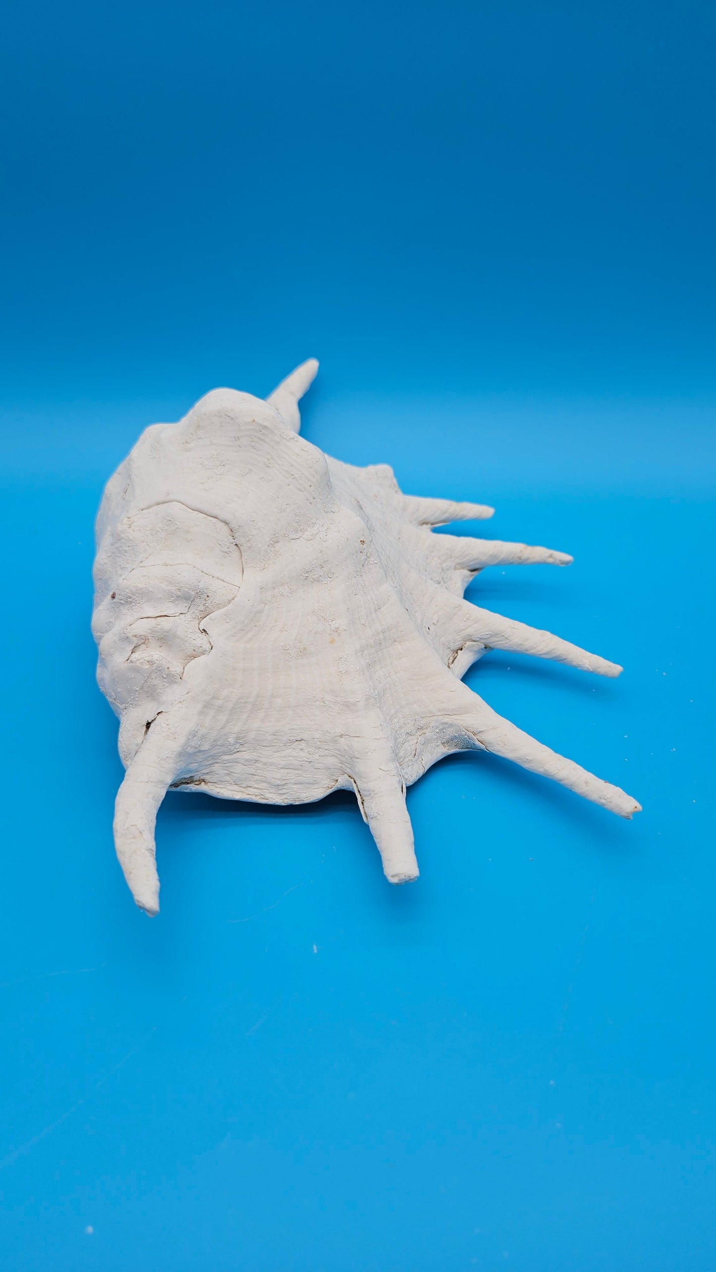 White Lambis Truncata Shell (Lambis truncata) – 11.75"