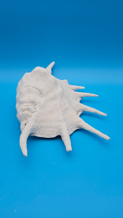 White Lambis Truncata Shell (Lambis truncata) – 11.75"
