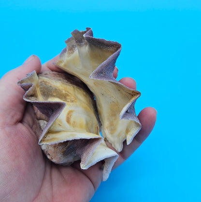 Small Cockscomb (Zigzag) Oyster – Lopha cristagalli