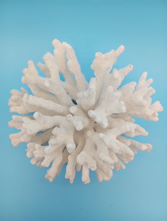 Vintage Elkhorn Coral Specimen - Natural Coastal Decor 6.5x6x5