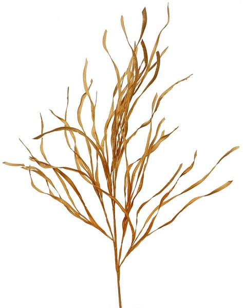 42" PAPER GRASS SPRAY TAN