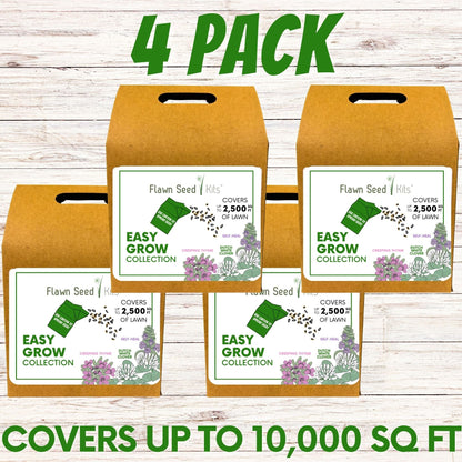 Easy Grow Dutch Clover Bee Lawn Eco-Friendly Kit