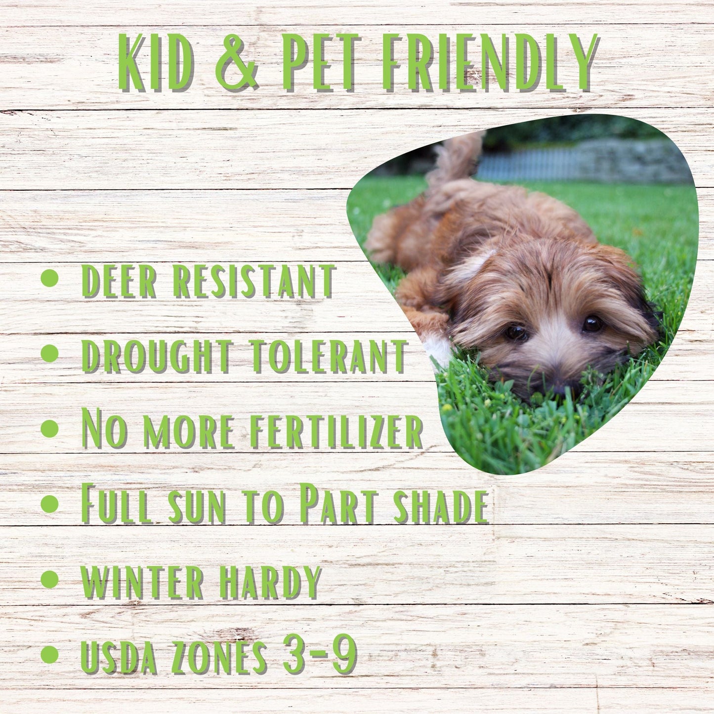 Micro Clover + Mow Less Grass Seed