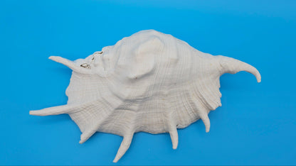 White Lambis Truncata Shell (Lambis truncata) – 11"