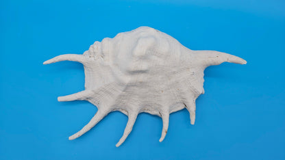 White Lambis Truncata Shell (Lambis truncata) – 11.75"