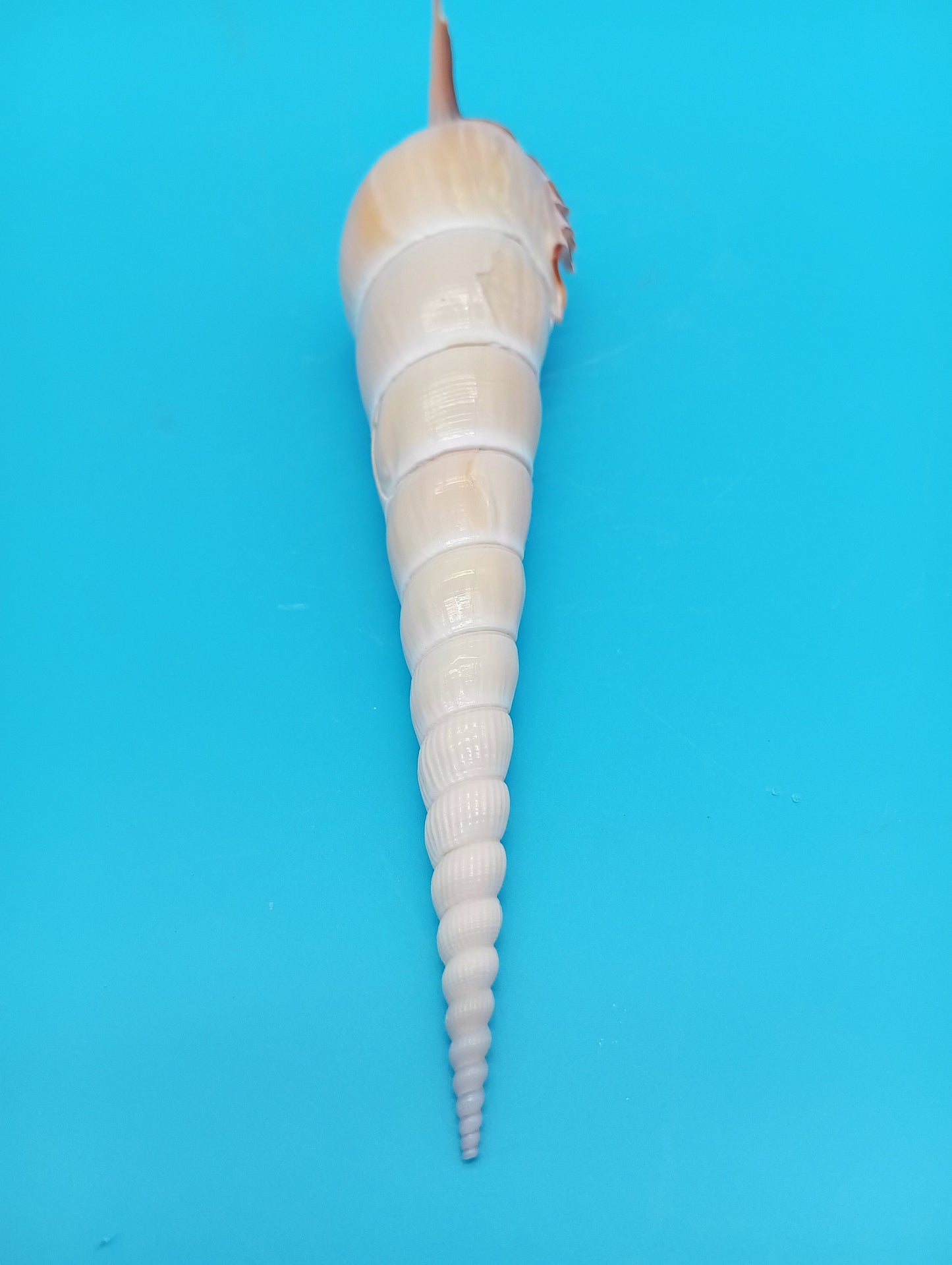 Large Shinbone Tibia Shell Display – Coastal Home Decor Specimen (Tibia fusus) 9"