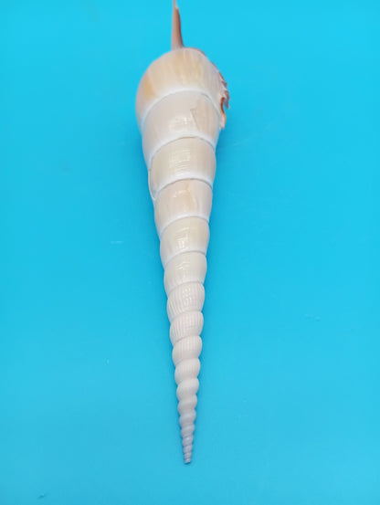 Large Shinbone Tibia Shell Display – Coastal Home Decor Specimen (Tibia fusus) 9"