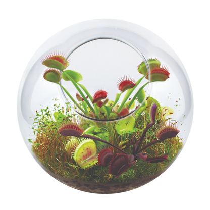Flytrap Garden Glass Terrarium Seed Starting Kit