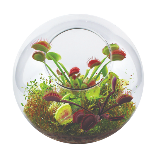 Flytrap Garden Glass Terrarium Seed Starting Kit