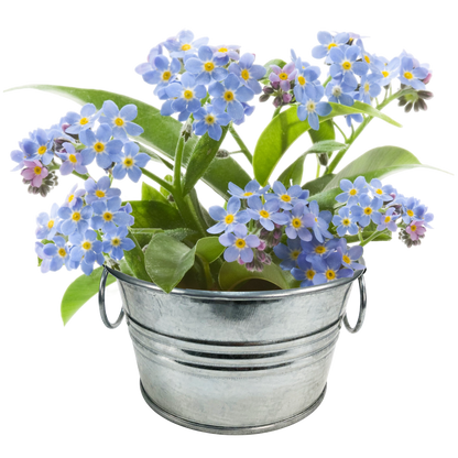 Flowering Tin Garden Variety Pack - 1 Each of 3 Varieties