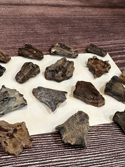 Port Aransas Fossilized Sea Robin Neurocranium