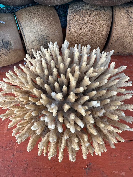 Vintage Natural Table Coral - Acropora latistella, Exact Coral 8x7x3.5"