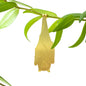 Brass Plant Animals