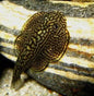 Hill Stream Loach
