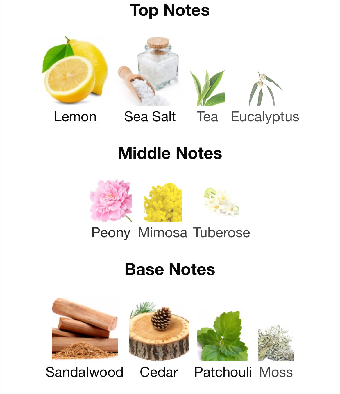 Pacific Rock Flower by Goldfield & Banks