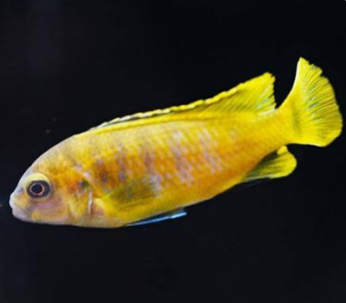 Chindongo saulosi Mbuna Juveniles