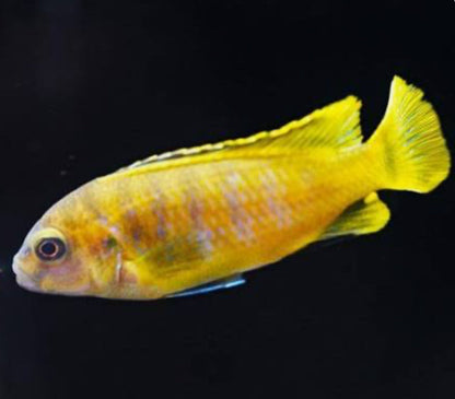 Chindongo saulosi Mbuna Juveniles