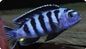 Chindongo saulosi Mbuna Juveniles