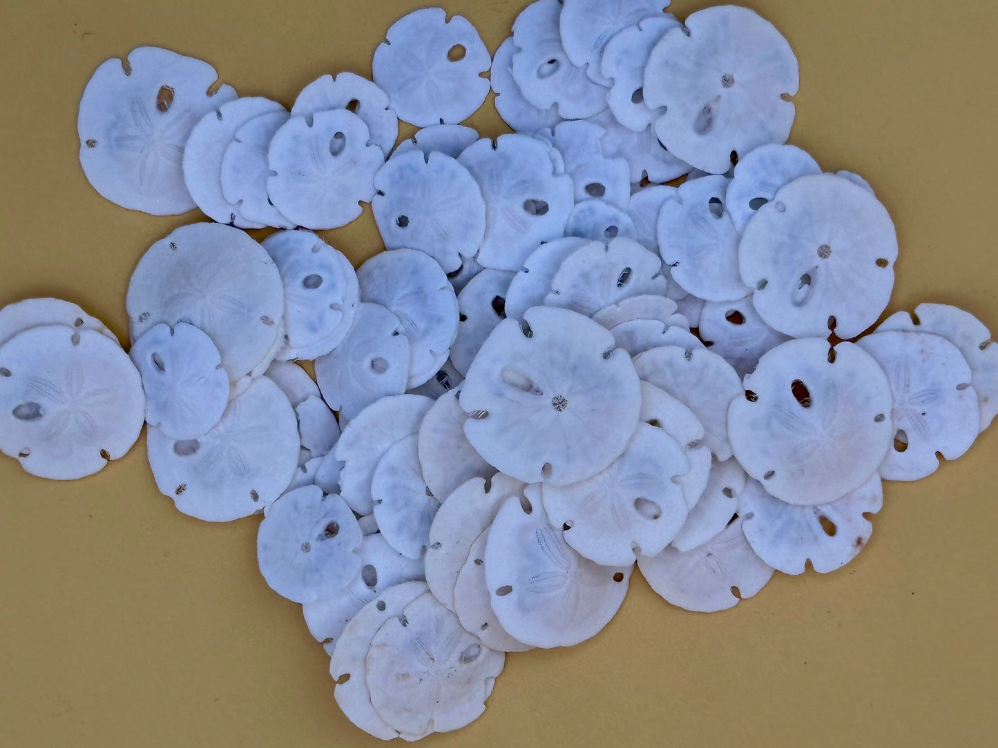 Tiny Loose Sand Dollar- Crafting Bulk Bags (Under 1")