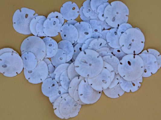 Tiny Loose Sand Dollar- Crafting Bulk Bags (Under 1")